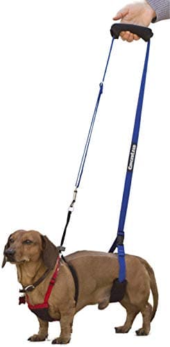 GingerLead Harnais de Soutien pour Chien – Mon Test Complet