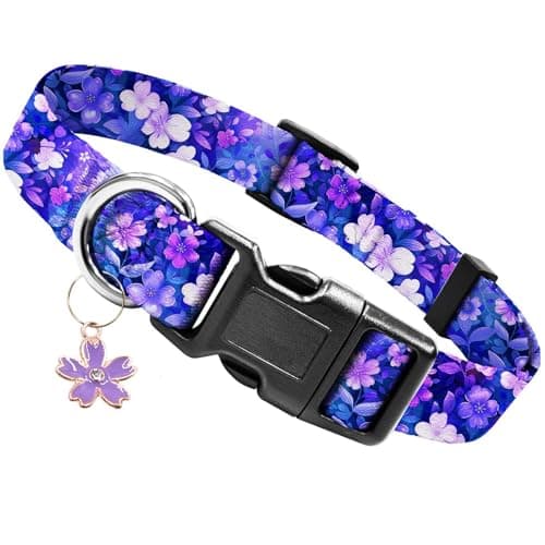 Collier Chien Nylon Doux Kazoo – Test Complet 2025