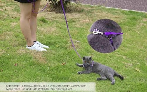 AMAGOOD 6 FT Puppy/Leash, Strong Traditional Style with Easy to Use Collar Hook, Great for Small, Medium and Large Dogs (5/8in x 6 ft, Purple)