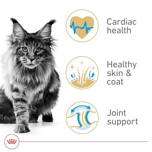 Royal Canin Feline Breed Nutrition Maine Coon Adult Dry Cat Food, 6 lb Bag