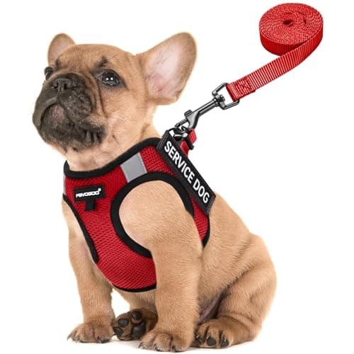 FAYOGOO Service Dog Vest for Small Dogs Review – Tested