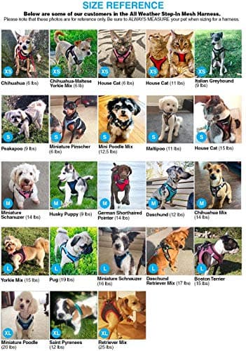 Best Pet Supplies - All Weather Mesh / Plush, Reflective, No Pull Harness for Small, Medium Dogs, Cats - Secure with Hook & Loop Fastener, Buckle, Double D-Rings - Black/Black Trim, M