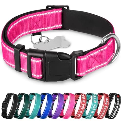 TECEUM Hundhalsband Reflekterande – Test & Omdöme 2024